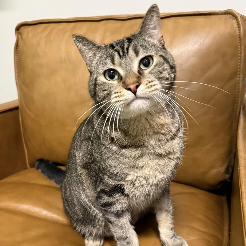 An adult large-sized male Gray / Blue / Silver Domestic Short Hair cat named Bentley C for adoption in Minnetonka, MN