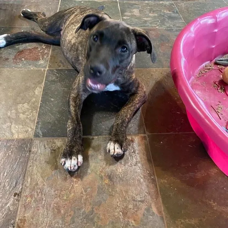 A baby small-sized female Mixed Breed dog named Indy for adoption in Dover, AR