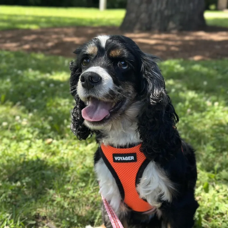An adult small-sized female Black Cocker Spaniel dog named Pebbles for adoption in Hinsdale, IL