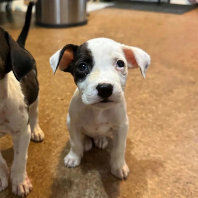 A baby small-sized male Pit Bull Terrier dog named Chai for adoption in Waco, TX