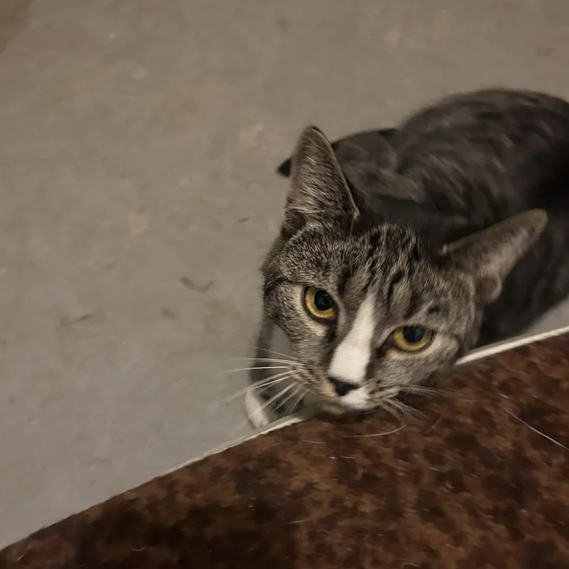 An adult small-sized female Gray / Blue / Silver Domestic Short Hair cat named April for adoption in Westport, CT