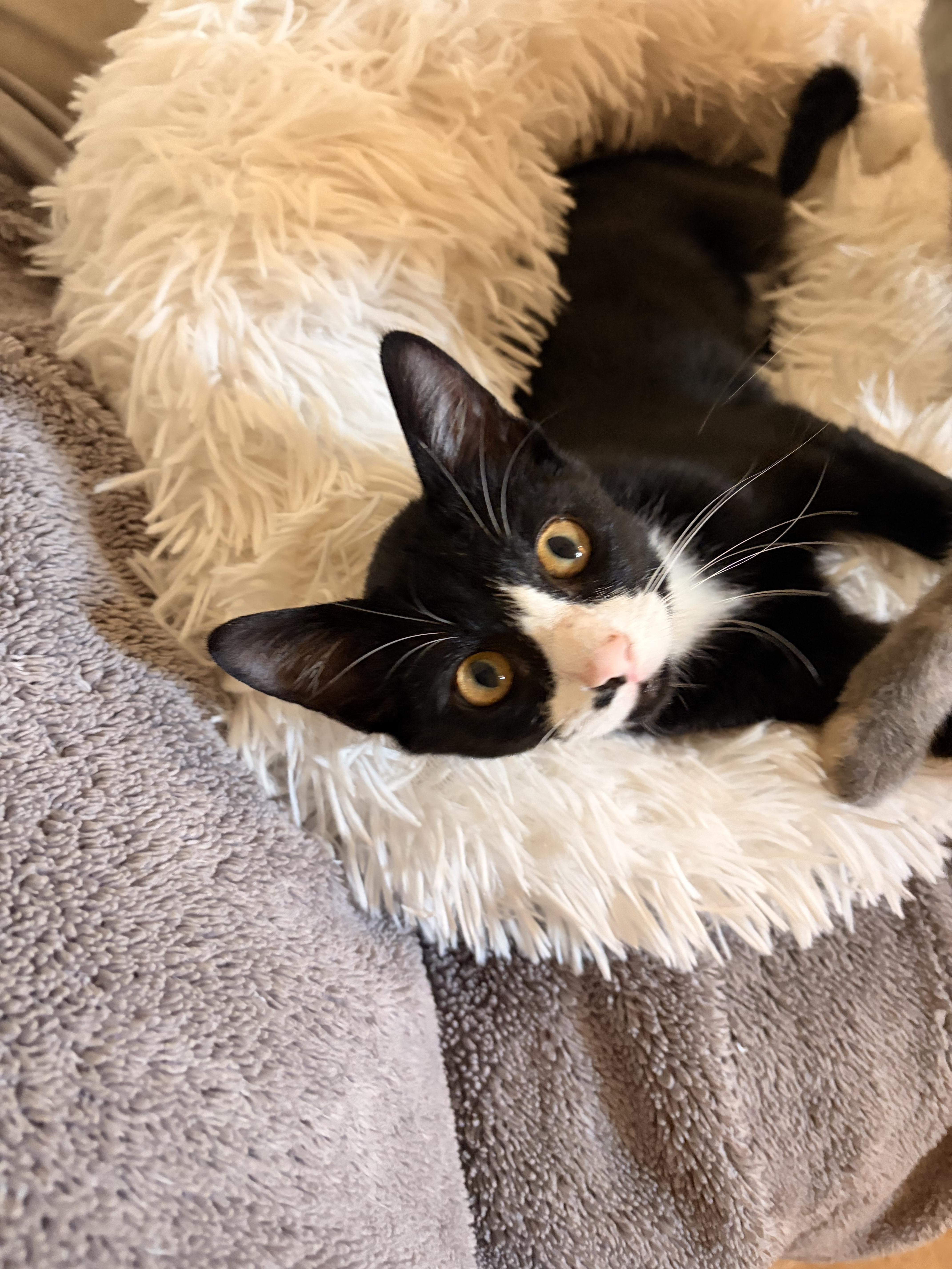 A baby medium-sized female Domestic Short Hair cat named Pia for adoption in Magnolia, TX