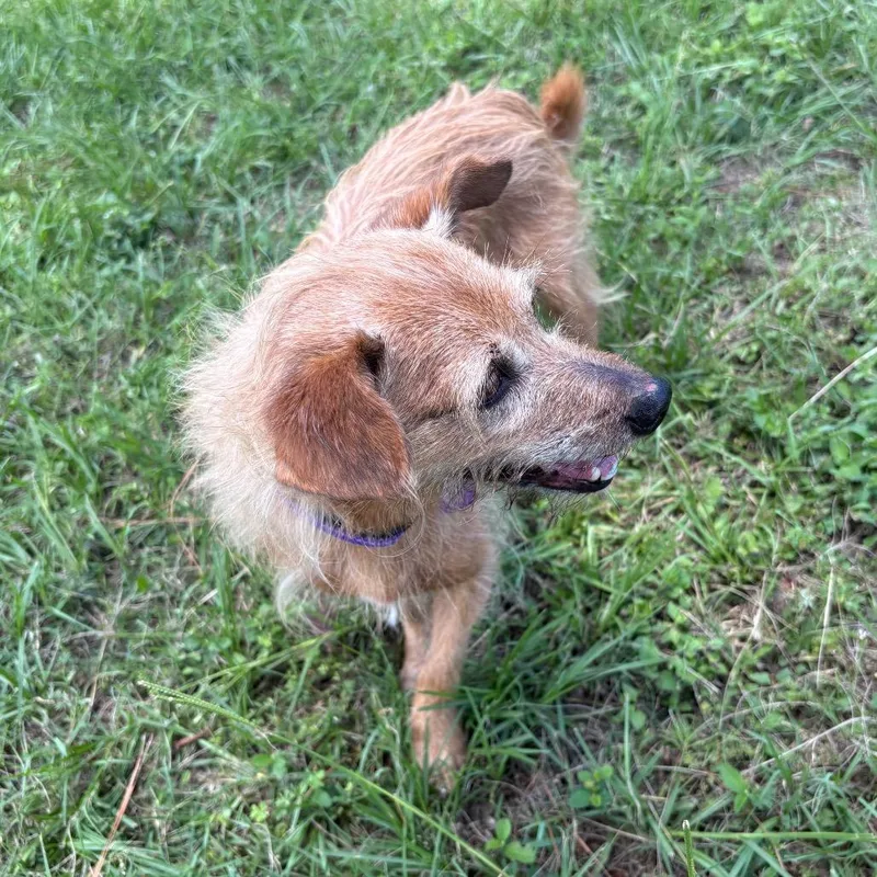 A senior small-sized female Yellow / Tan / Blond / Fawn Terrier dog named Nala Daisy for adoption in Houston, TX