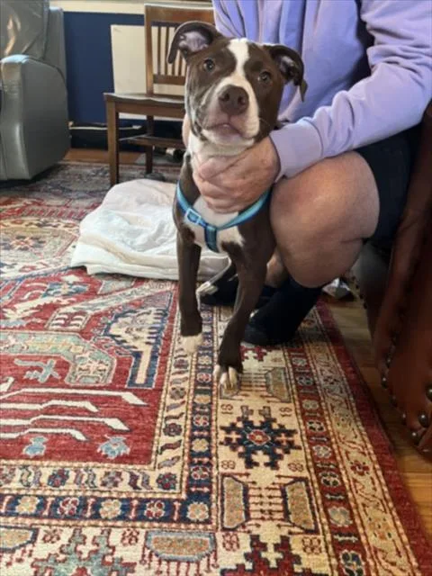 A baby medium-sized male Pit Bull Terrier dog named Count Chocula for adoption in Derwood, MD