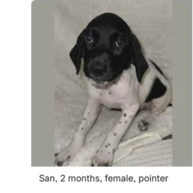 Pepper