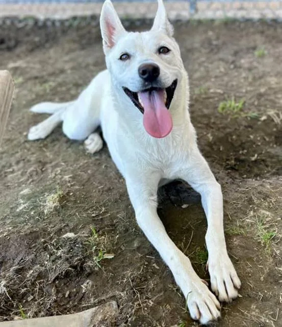 A young medium-sized female Siberian Husky dog named Snow White for adoption in Riverside, CA