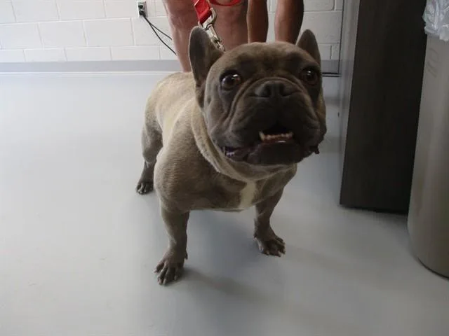 An adult small-sized female French Bulldog dog named A for adoption in Ocala, FL