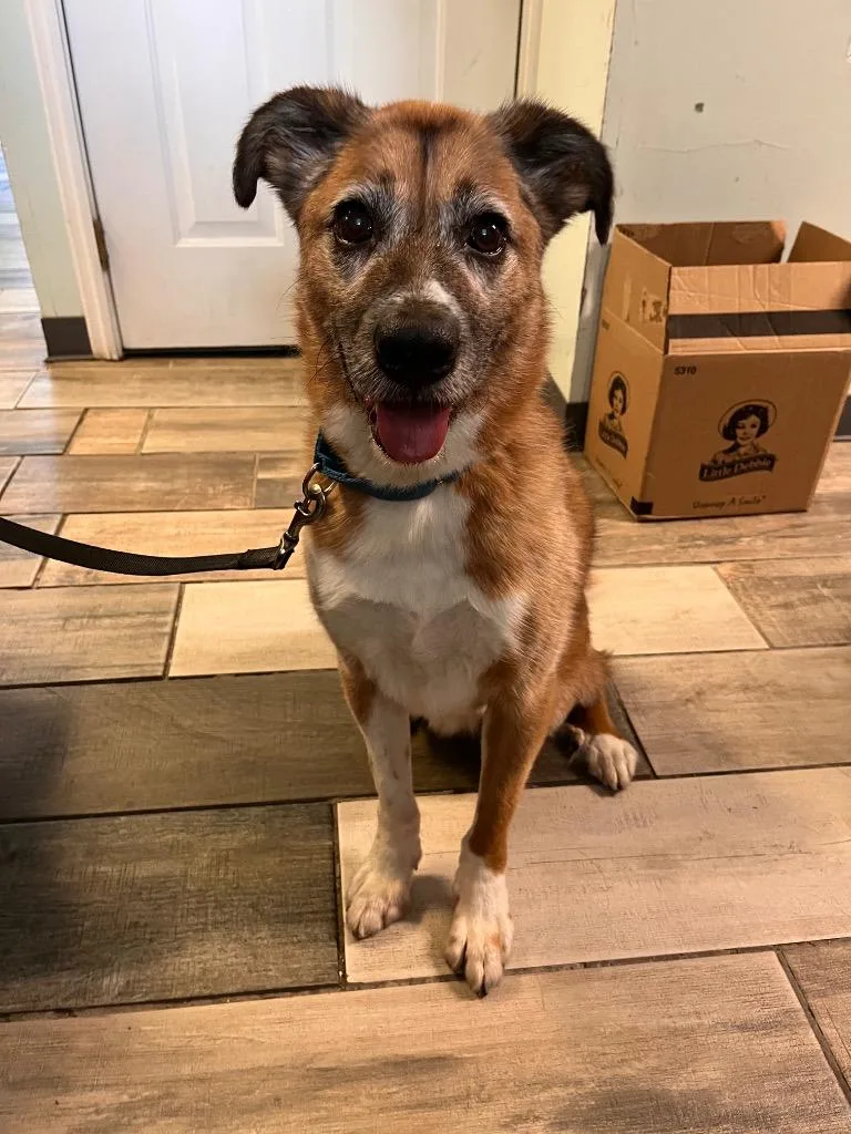 A senior medium-sized male Shepherd dog named Rebel for adoption in Peru, NY