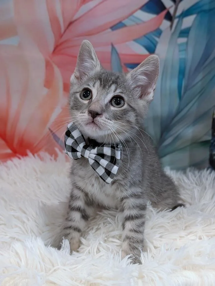 A baby small-sized male Tabby cat named Chance for adoption in Fremont, CA