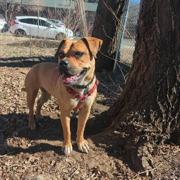 An adult medium-sized female Brown / Chocolate Pit Bull Terrier dog named Lonnie for adoption in Flagstaff, AZ