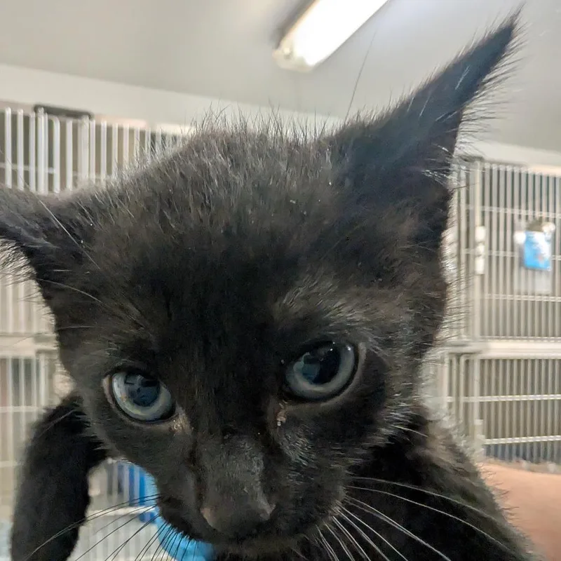 A baby small-sized male Black Domestic Short Hair cat named Brian for adoption in Manhattan, KS