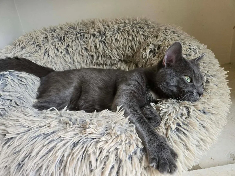 A young medium-sized male Gray / Blue / Silver Domestic Short Hair cat named Goose Fka Herbert for adoption in Holbrook, NY