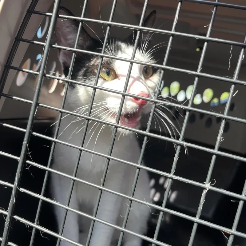 An adult medium-sized female White Domestic Short Hair cat named Mantis for adoption in Lake Jackson, TX