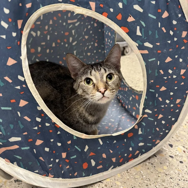 An adult large-sized female Domestic Short Hair cat named Lemonade for adoption in Hanover Park, IL