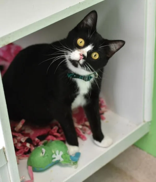 An adult medium-sized male Black & White / Tuxedo Domestic Short Hair cat named Sebastian for adoption in Marietta, GA
