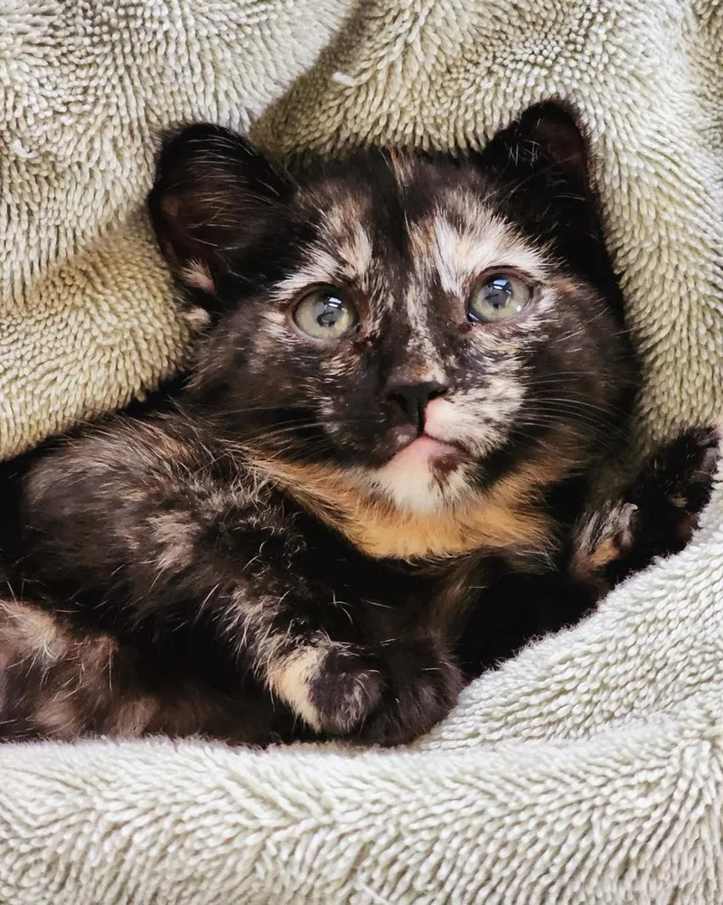 A baby medium-sized female Calico cat named Coquette for adoption in Phoenix, AZ