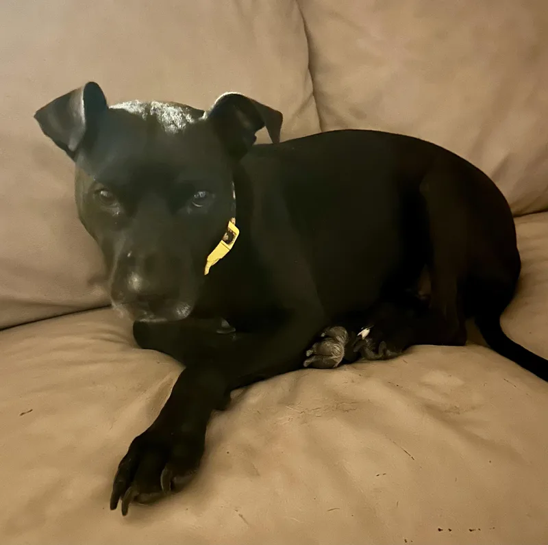 An adult medium-sized female Black American Staffordshire Terrier dog named Lucy for adoption in Tomball, TX