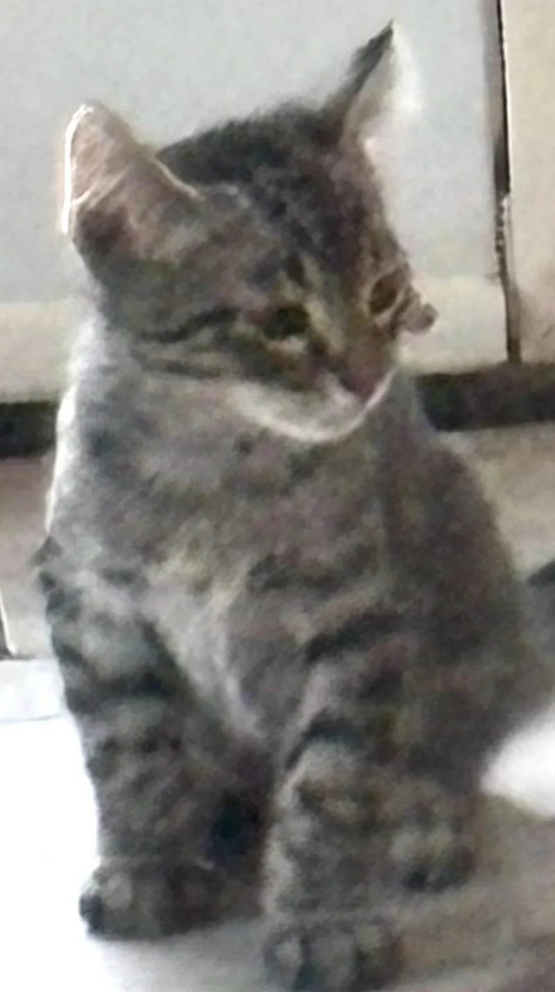 A baby medium-sized male Tabby (Brown / Chocolate) Tabby cat named Colin for adoption in Murrieta, CA