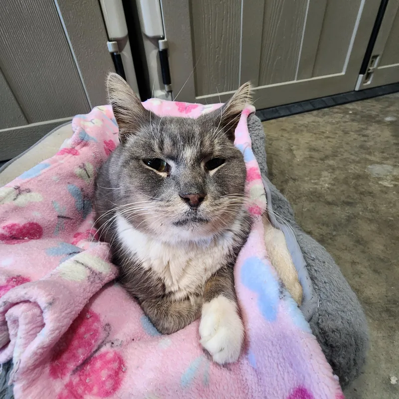 A senior medium-sized female Gray & White Domestic Short Hair cat named Moira for adoption in Point Pleasant, WV
