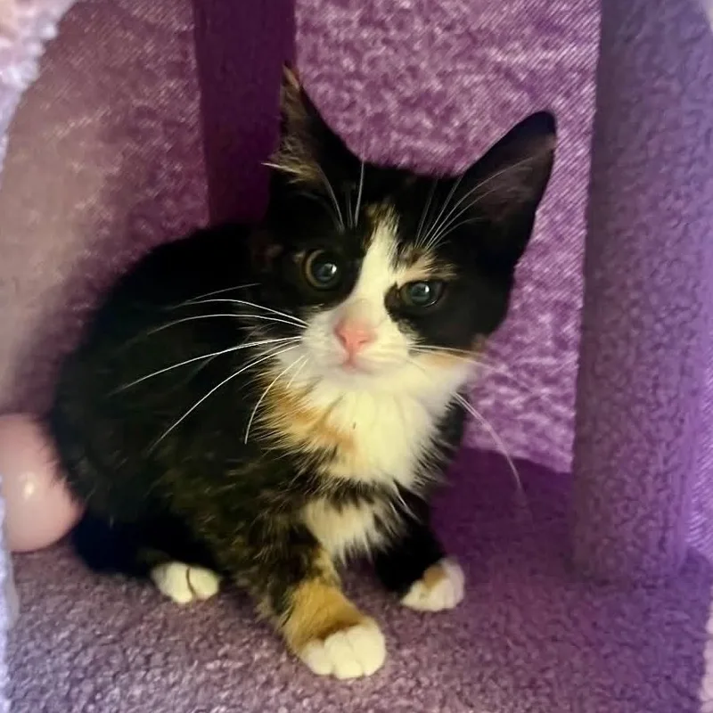 A baby medium-sized female Calico cat named Darcy for adoption in Wyandotte, MI