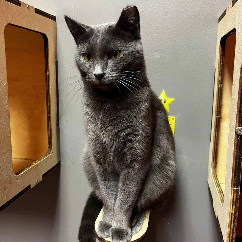 Wonderbread thumbnail 3