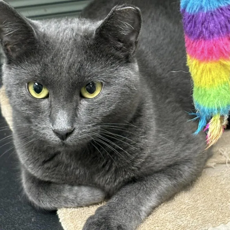 Wonderbread thumbnail 4