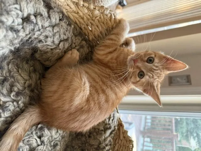 A baby small-sized male Domestic Short Hair cat named Buttons for adoption in Clinton Township, MI