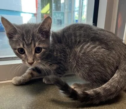A baby small-sized male Domestic Short Hair cat named Jinu for adoption in Janesville, WI
