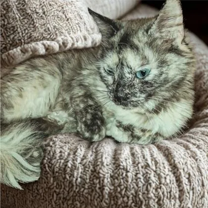 A young medium-sized female Tortoiseshell Siamese cat named Jax for adoption in Warr Acres, OK