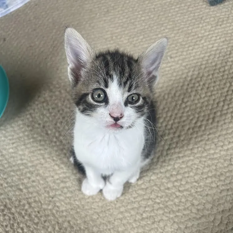 A baby small-sized male Brown / Chocolate Domestic Short Hair cat named Gully for adoption in North Branford, CT