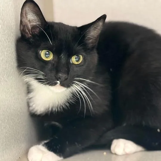 A young medium-sized female Black Domestic Short Hair cat named Liberty Prime for adoption in Davenport, IA