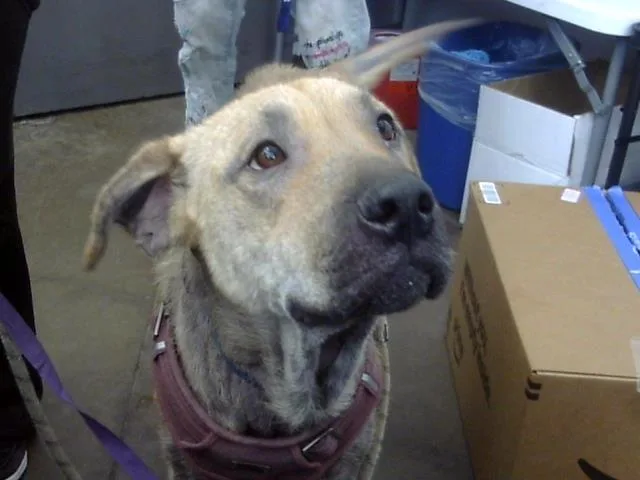 A young large-sized female Mixed Breed dog named Nylah for adoption in Dallas, TX