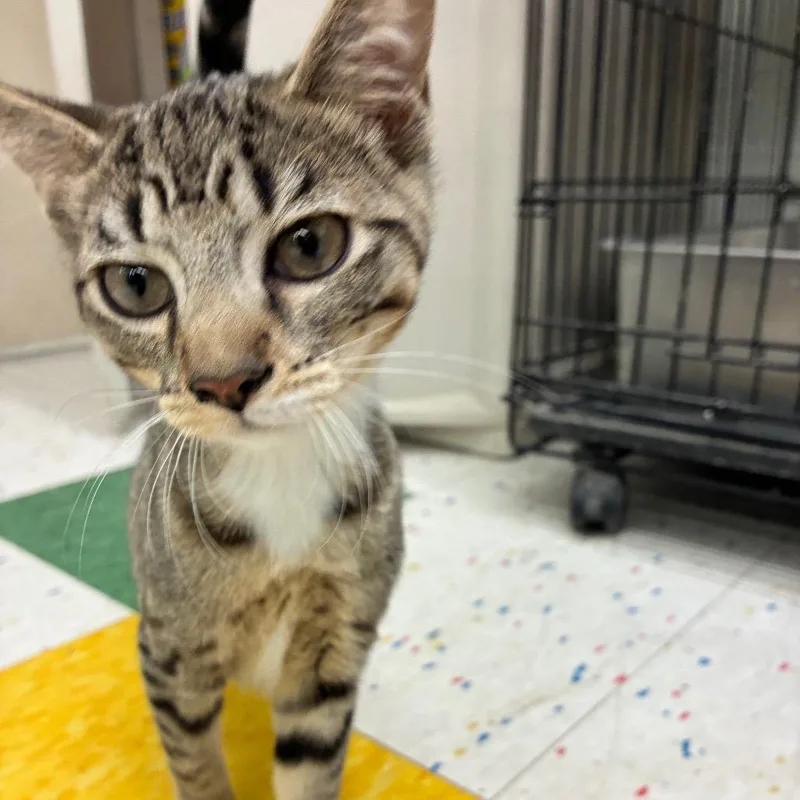 A baby small-sized female Brown / Chocolate Domestic Short Hair cat named Mystique for adoption in Hamburg, NY