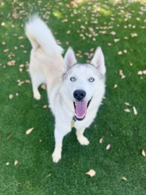 A young large-sized male Alaskan Malamute dog named Snow for adoption in Los Angeles, CA