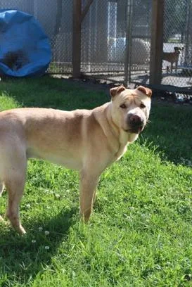 An adult medium-sized male Shar-Pei dog named Sully for adoption in Martinsville, VA