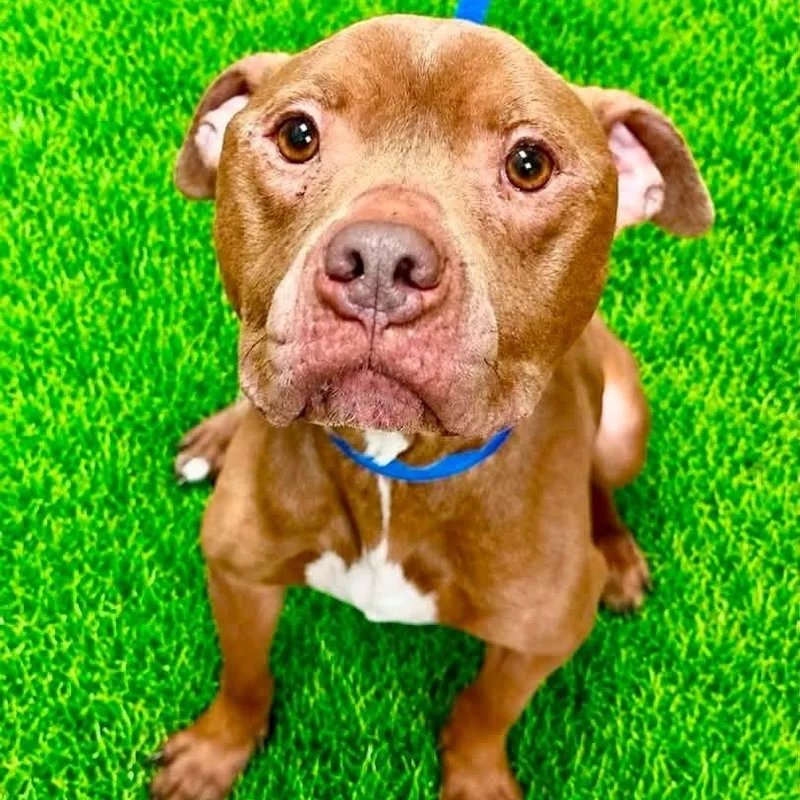 An adult medium-sized female Brown / Chocolate Pit Bull Terrier dog named Cookie for adoption in Battle Creek, MI