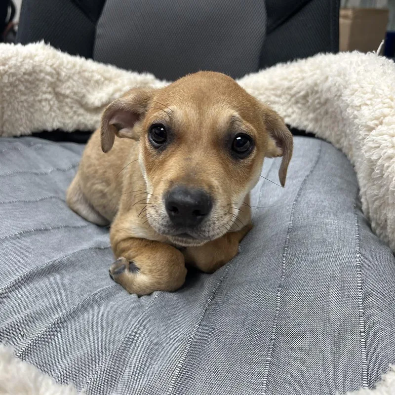 A baby medium-sized male Brown / Chocolate Mixed Breed dog named Charlie for adoption in Uniontown, PA