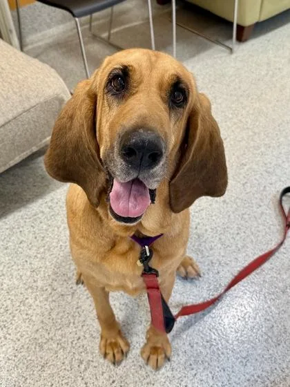 An adult large-sized female Red / Chestnut / Orange Bloodhound dog named Velma for adoption in Downers Grove, IL