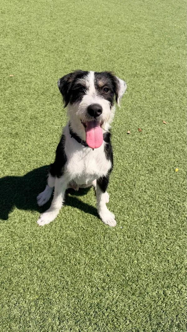 A young medium-sized male Parson Russell Terrier dog named Cody for adoption in Novato, CA