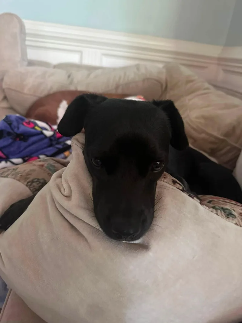 An adult small-sized female Black Dachshund dog named Muffin for adoption in Ayden, NC