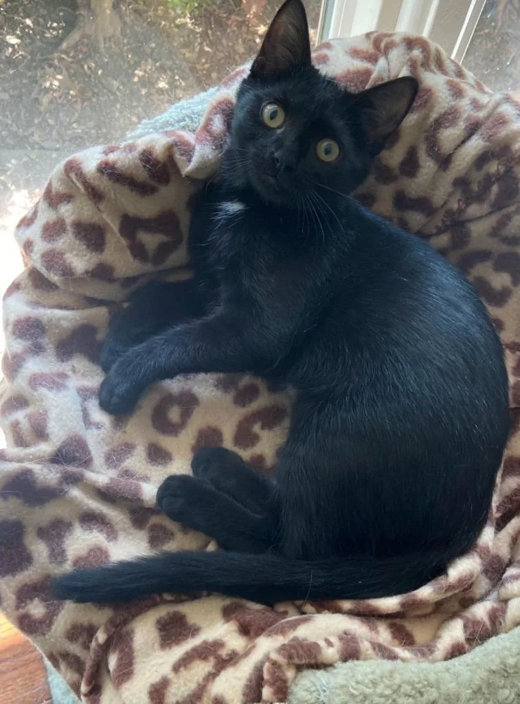 A baby medium-sized female Domestic Short Hair cat named Lainey Wilson for adoption in Lancaster, PA