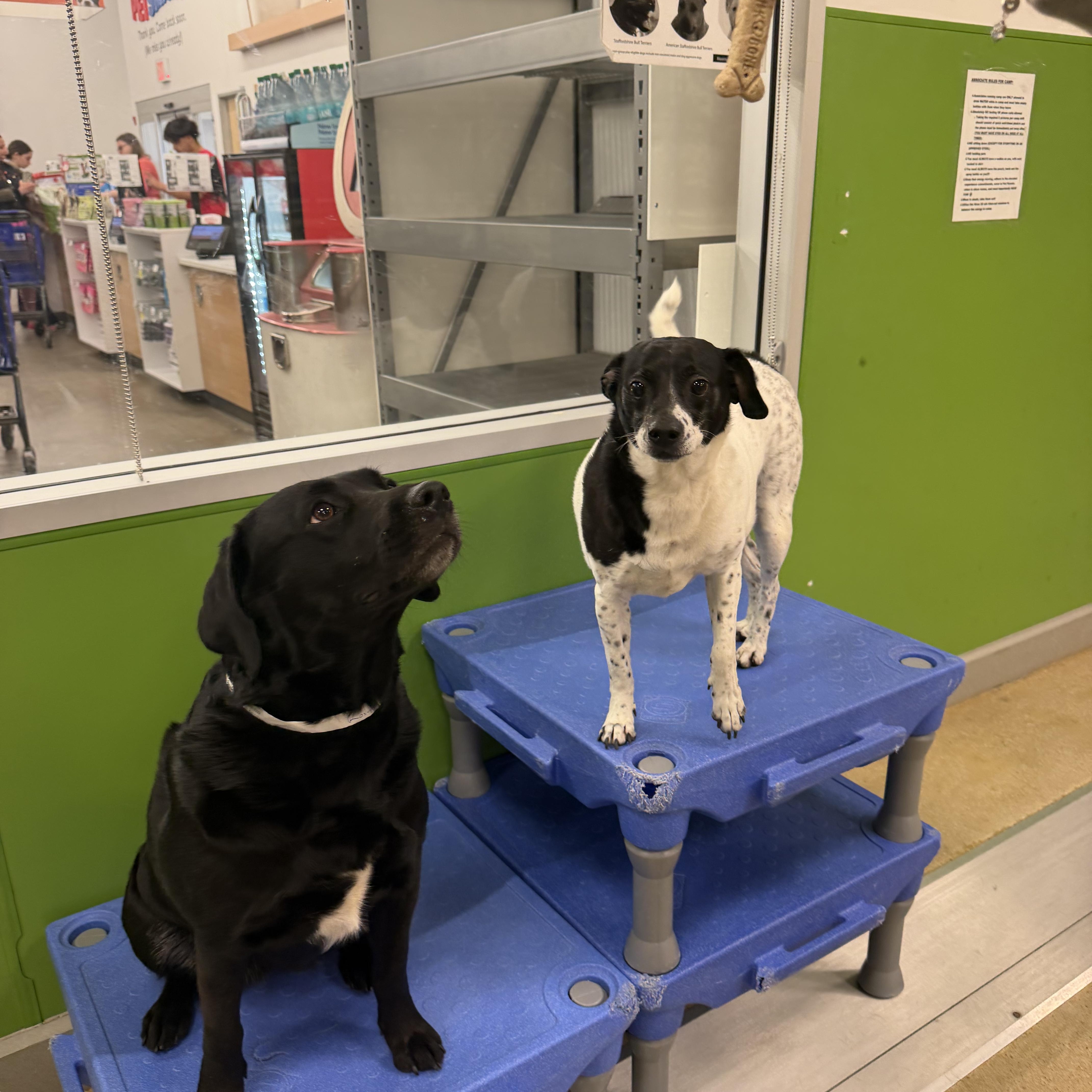 An adult medium-sized male Harlequin English Pointer dog named Snoopy And Roxy Bonded for adoption in Staten Island, NY