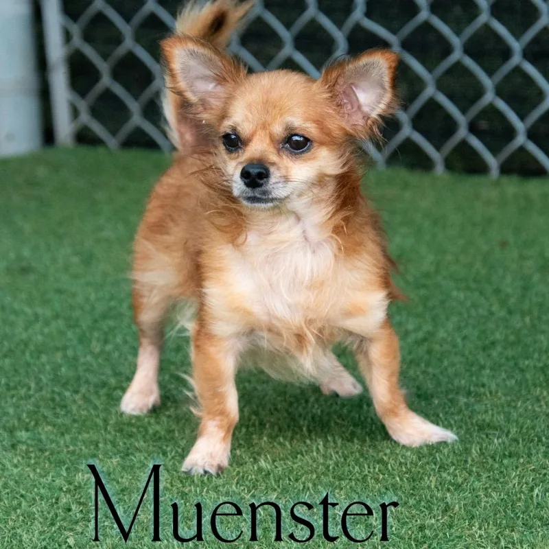 Muenster