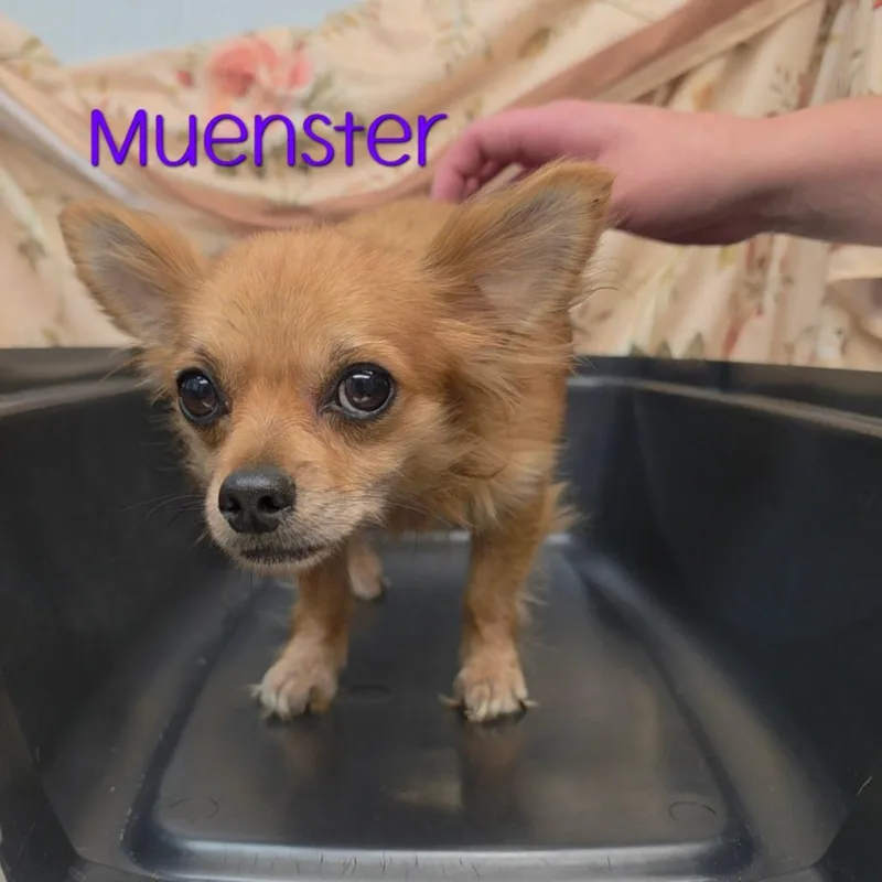 Muenster thumbnail 3