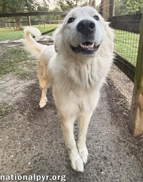 A young large-sized female White / Cream Great Pyrenees dog named Maggie in GA  for adoption in Beacon, NY