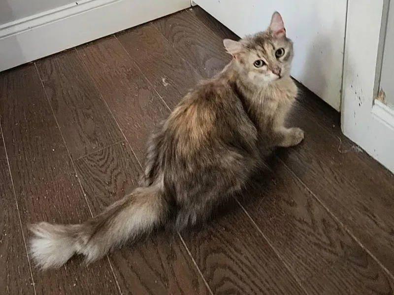 A young medium-sized female Dilute Tortoiseshell Domestic Long Hair cat named Jodi Melon for adoption in Philadelphia, PA