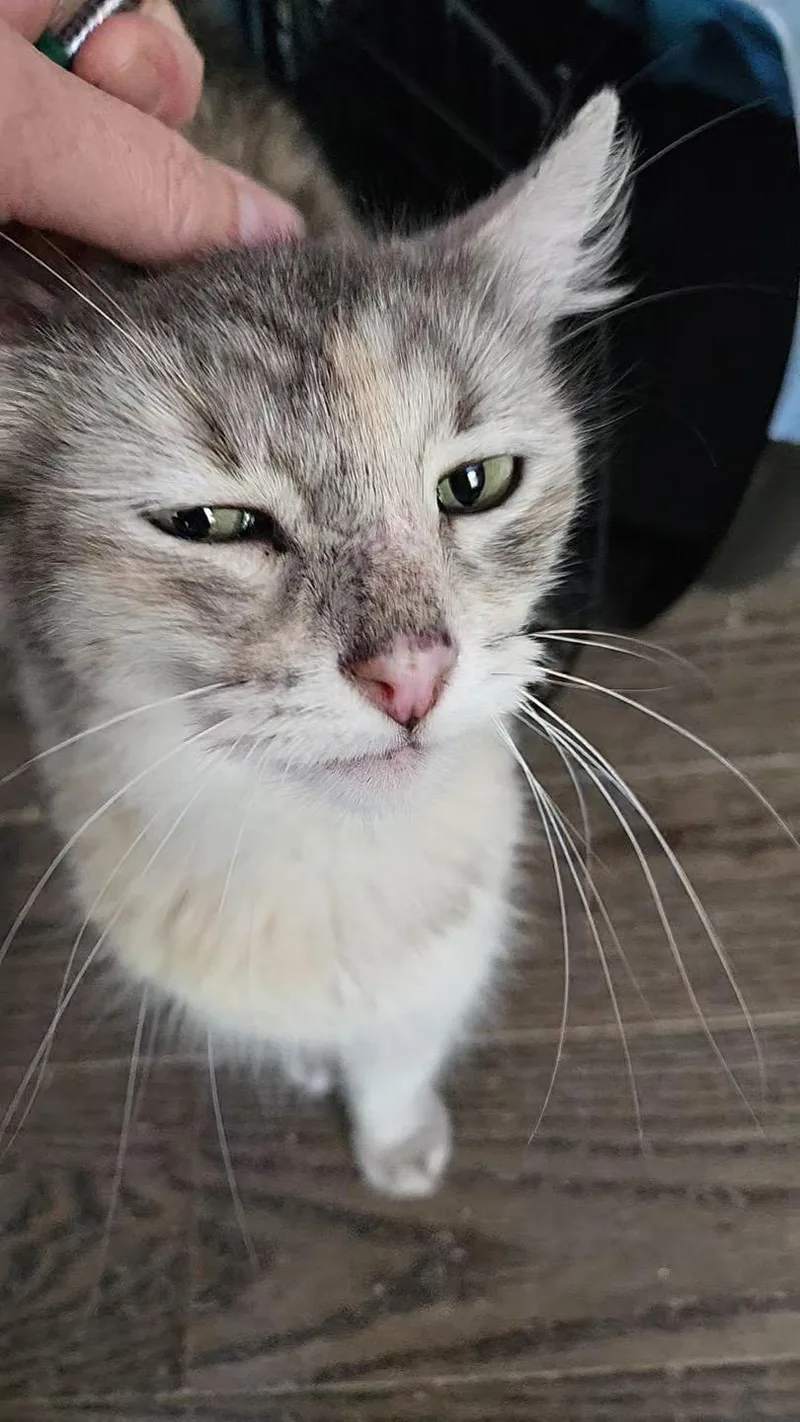 Jodi Melon thumbnail 3