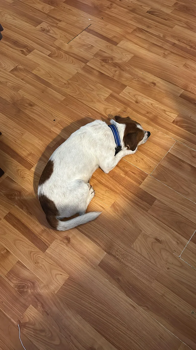 A young small-sized male Bicolor Jack Russell Terrier dog named Arturo for adoption in Lexington, KY