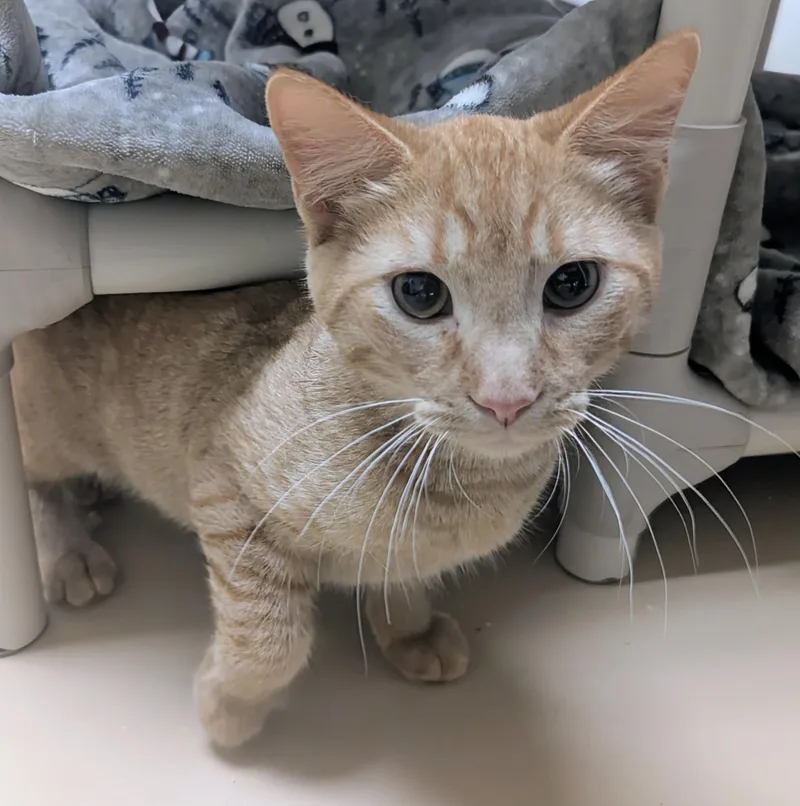 A baby large-sized male Tabby (Orange / Red) Domestic Short Hair cat named Kevin for adoption in Springfield, IL