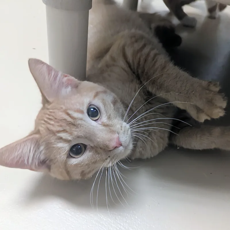 Kevin thumbnail 3